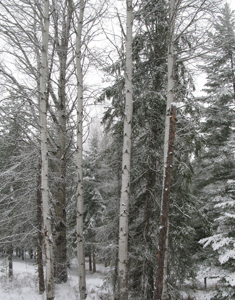 Birch in Winter