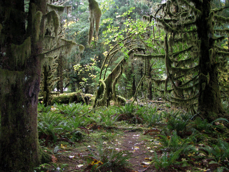 Hoh Rainforest, Washington State