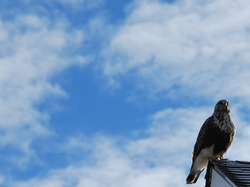 Hawk sits on the roof