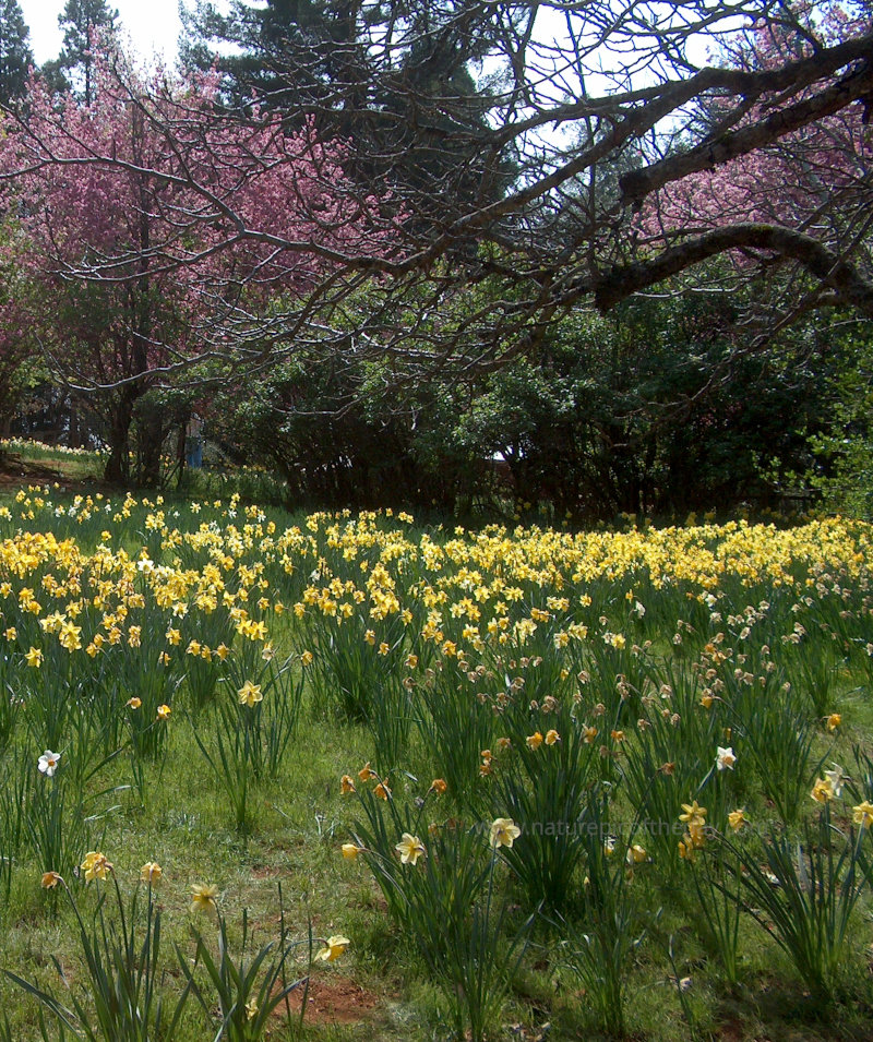 Daffodils in California