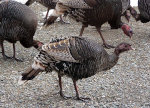 Turkeys in Montana