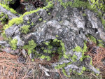 Lichen on a stump