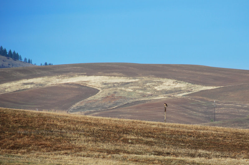 Field Hawk in Idaho