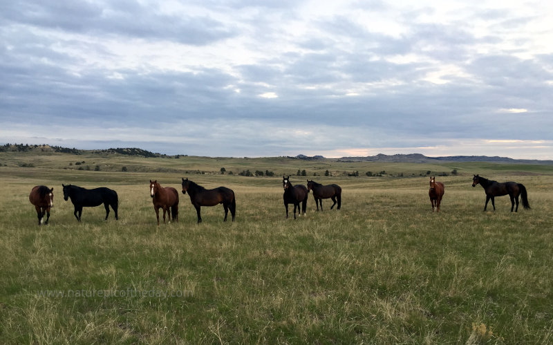 Horse Herd in montana