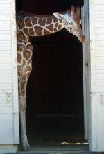 Giraffe at Sacramento Zoo