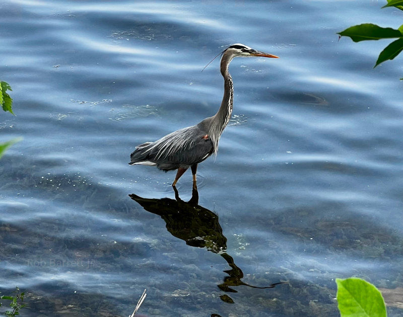 Great Blue Heron in Minneapolis