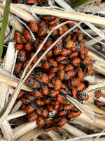 Ladybugs nesting