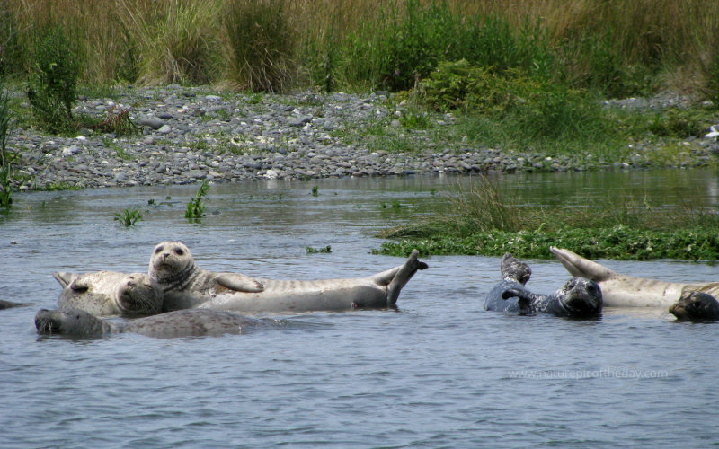 Seals at the mouth of the Rogue River in Oregon.