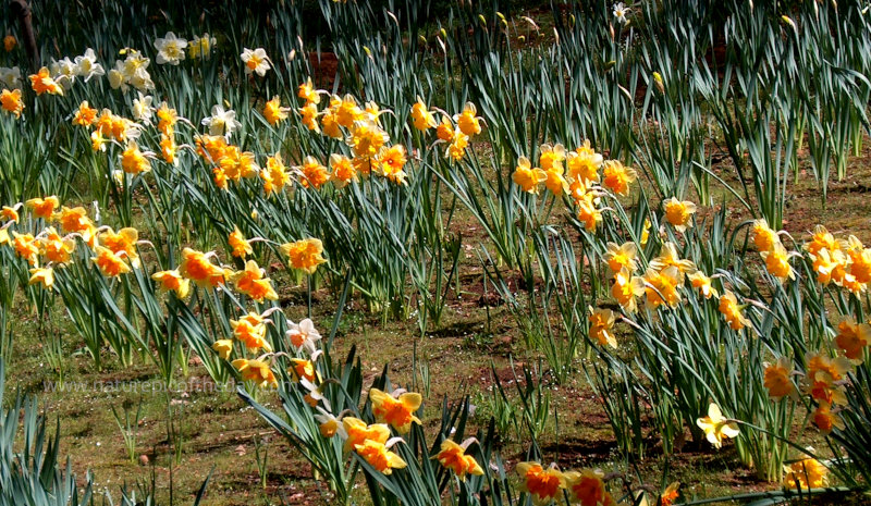 Yellow Daffodil 
