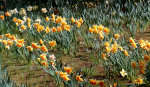 Yellow Daffodil 