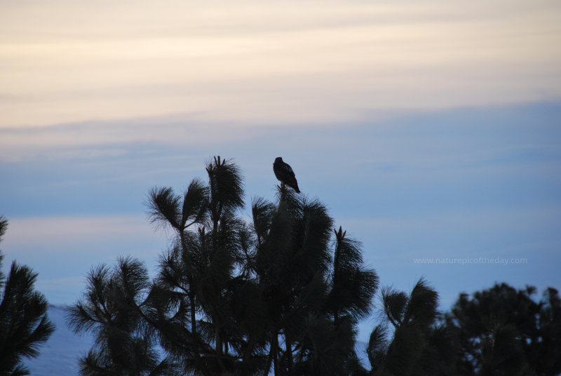Hawk perched on a tree