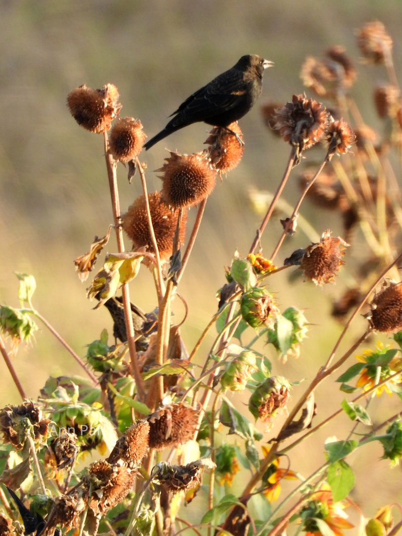 Bird on a sunflower