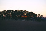Oak sunset