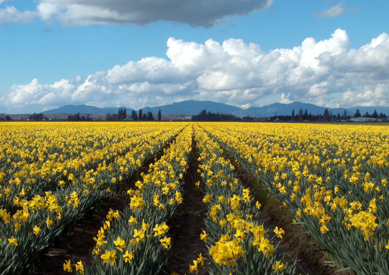 Tulips in Skagit Valley