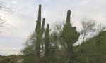 Cactus in Phoenix