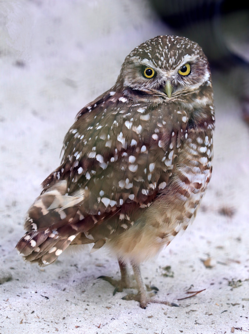 A Burrowing Owl at the Audubon Center