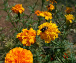 Bees and Marigolds