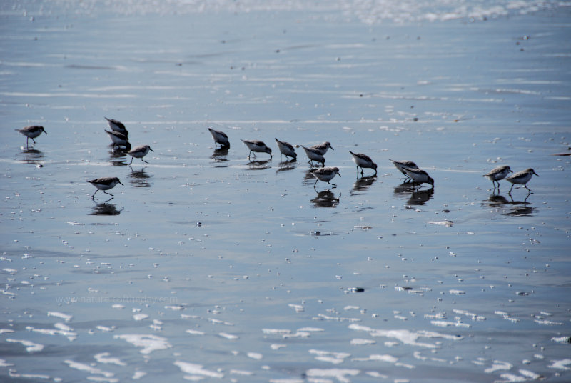 Birds on the Beach in Washington