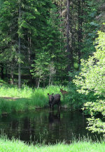 Montana Moose