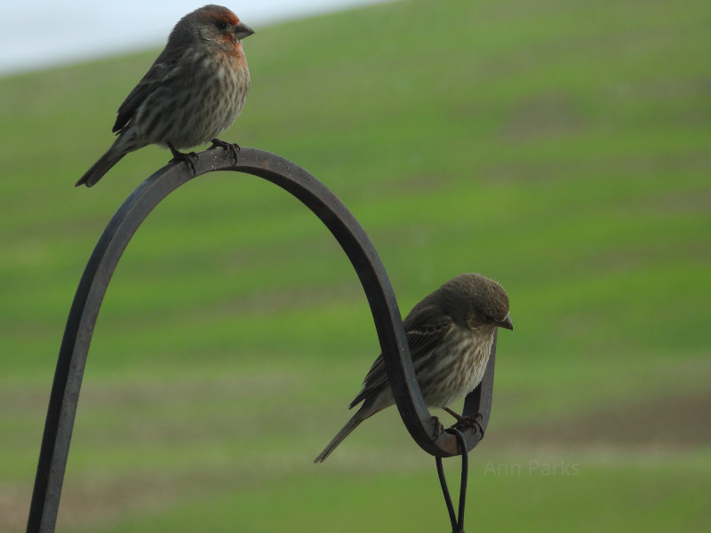 Swallows on an interesting perch