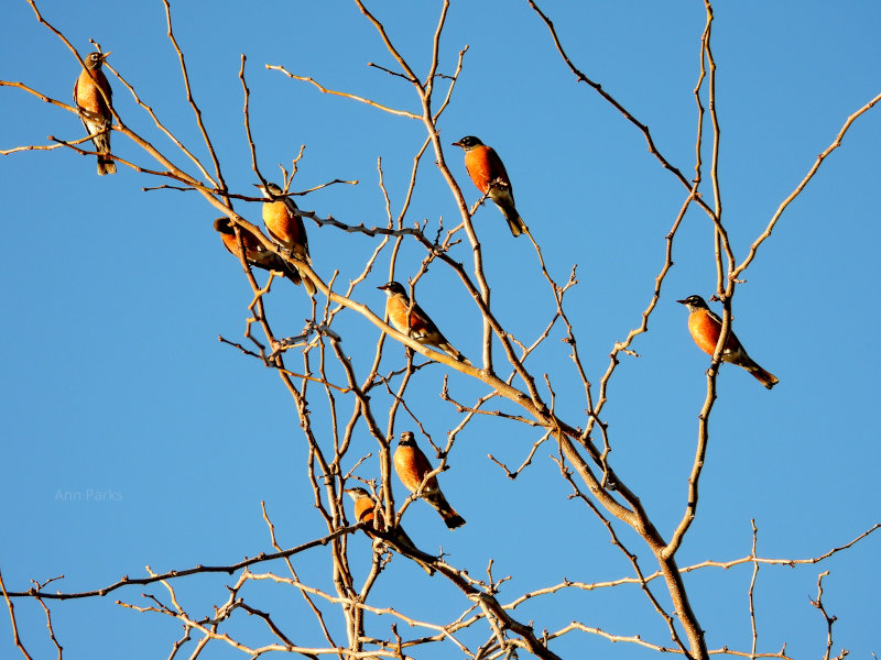 Robins in a tree