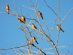 Robins in a tree
