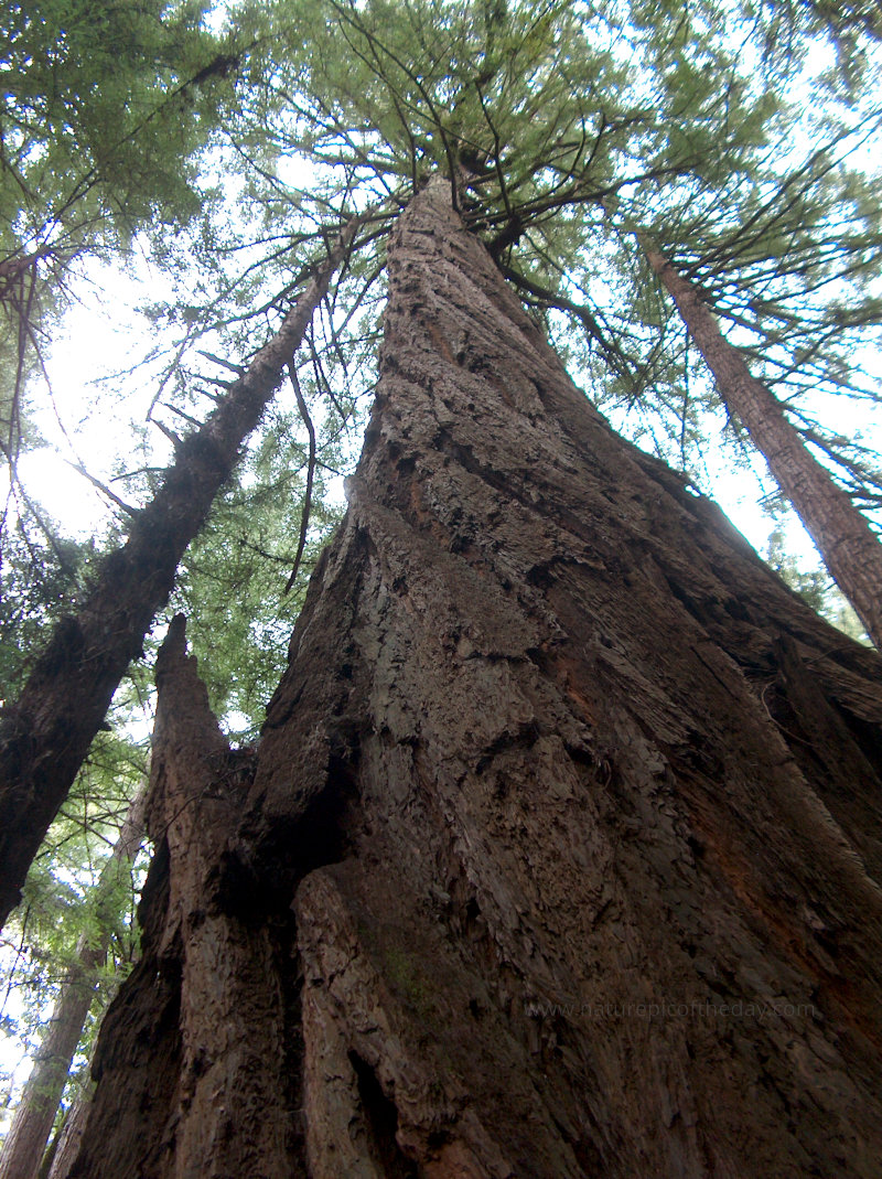 Coastal Redwoods in the Muir Woods