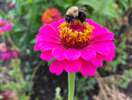 Bumblebee on a flower