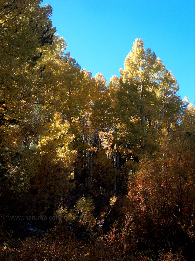 Sierra Nevada mountains in the Fall