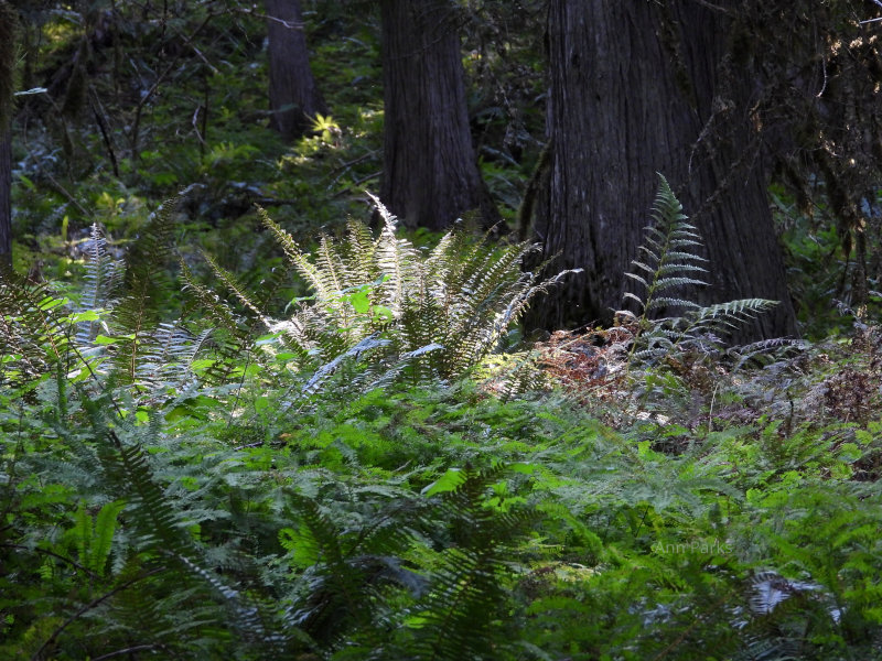 Ferns in Idaho