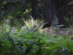 Ferns in Idaho