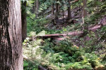 Cedar Trees in Idaho