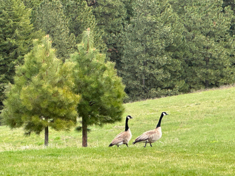 Canada Geese