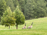 Canada Geese