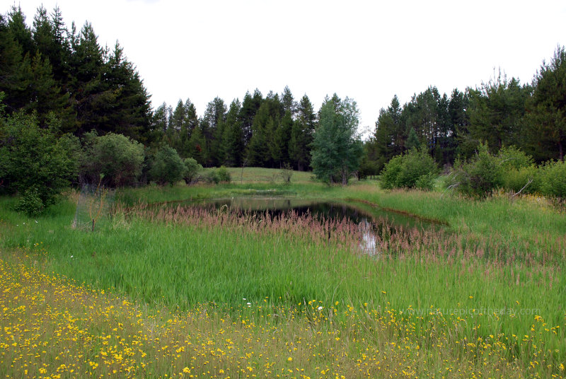 Spring in Montana