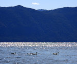 Geese on Lake Pend Orielle