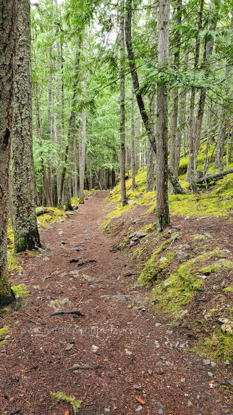 Canadian Forest