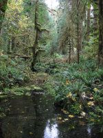 Creek in The Hoh Rainforest