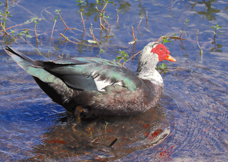 Muscovy Duck in Florida