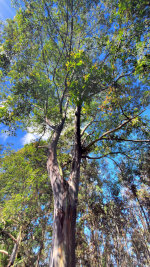 Rainbow Eucalyptus Tree