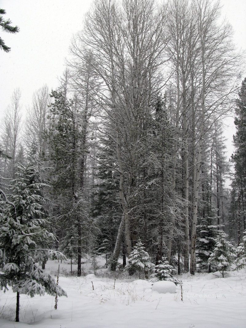 Winter in Montana