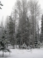 Winter in Montana