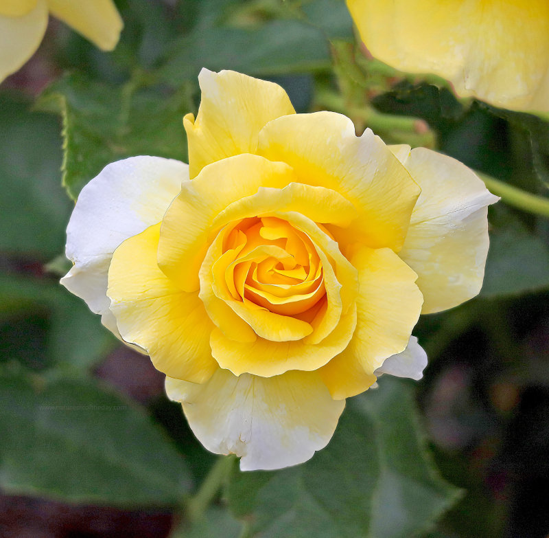 Yellow rose in Orlando, Florida