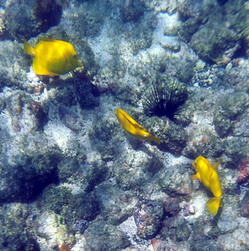 Yellow Tang in HI