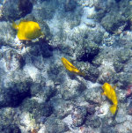 Yellow Tang in HI