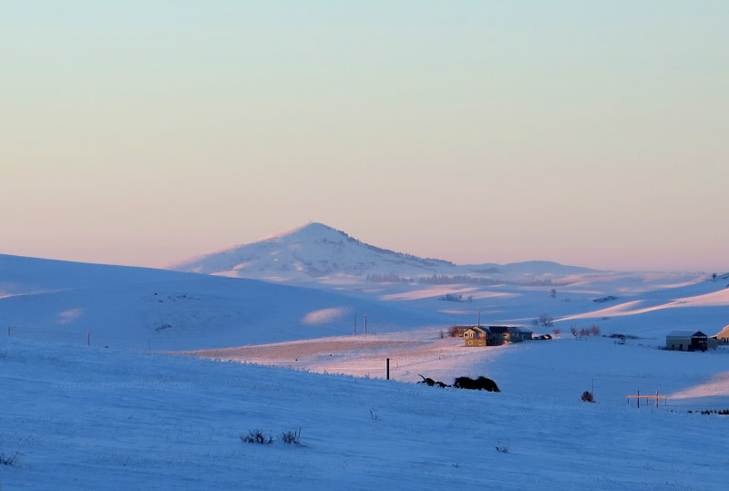 Snowscape in Washington State