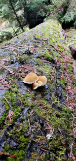 Fungi on a log
