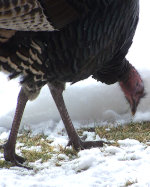 Turkey through the snow