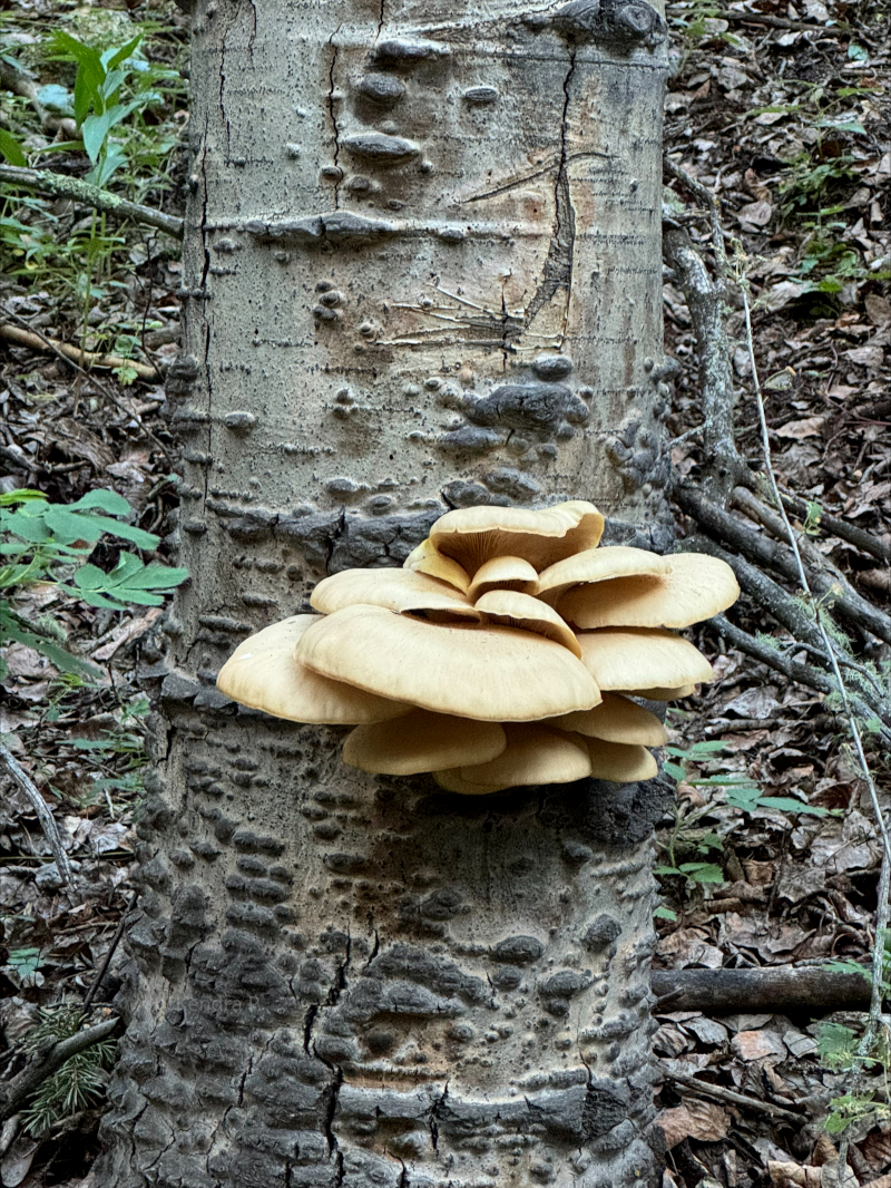 Fungi at Woodland Park, CO