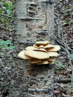 Fungi at Woodland Park, CO